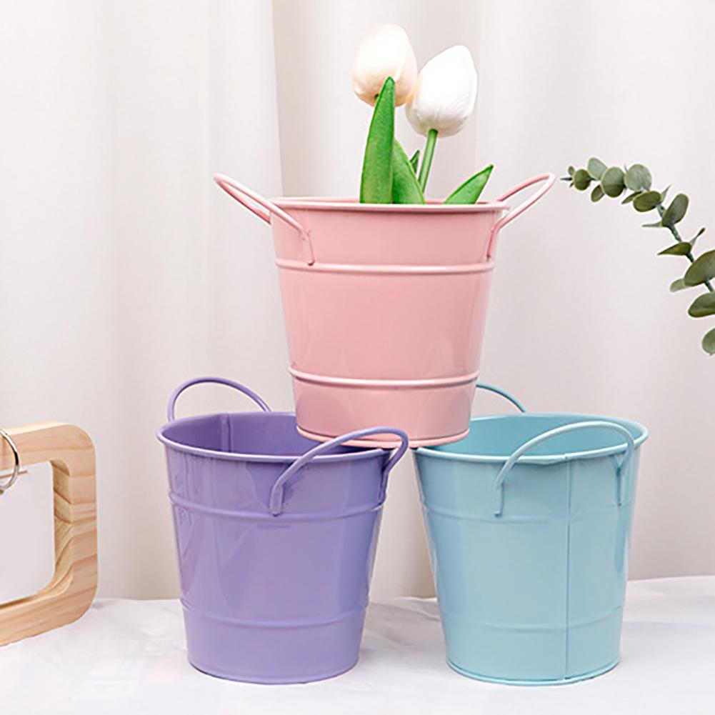 Pilea Peperomioides - Flowerpot Candy Colored Iron Flower Pot