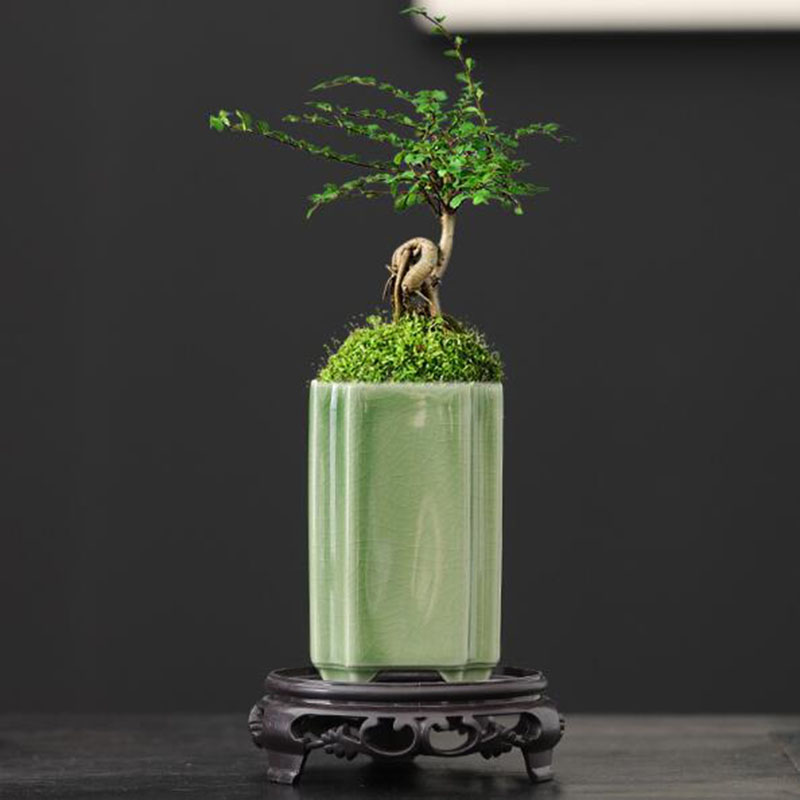 Porcelain Square Celadon Glaze - Pilea Peperomioides incelemesi ve fiyatı
