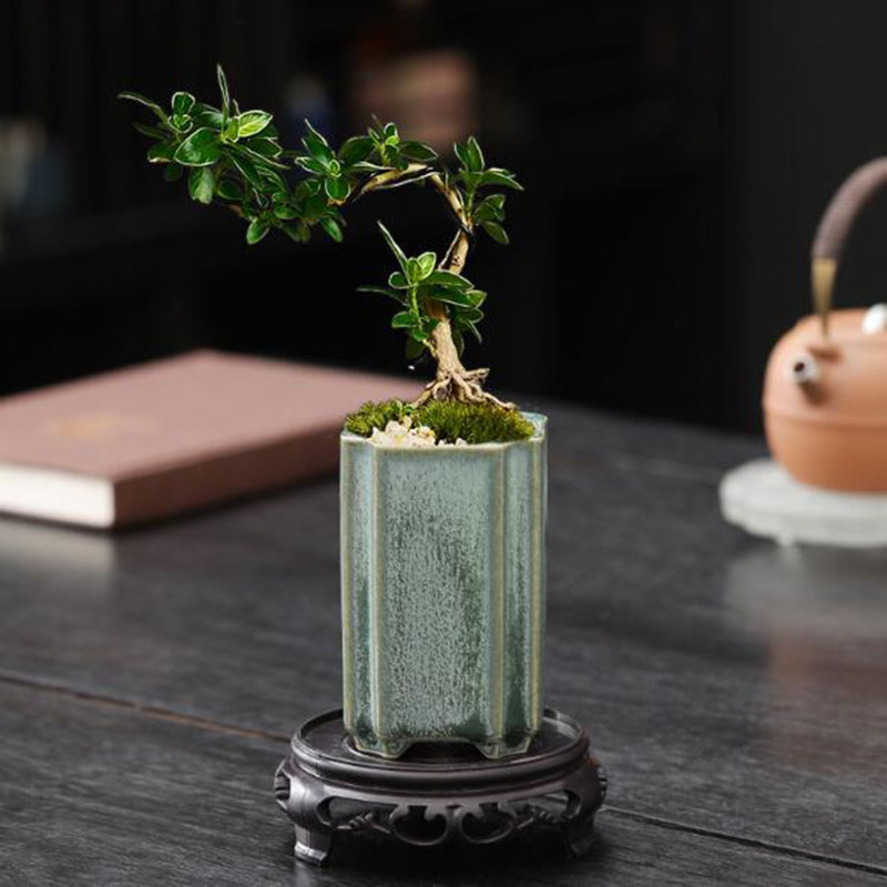 Porcelain Square Celadon Glaze - Pilea Peperomioides incelemesi ve fiyatı