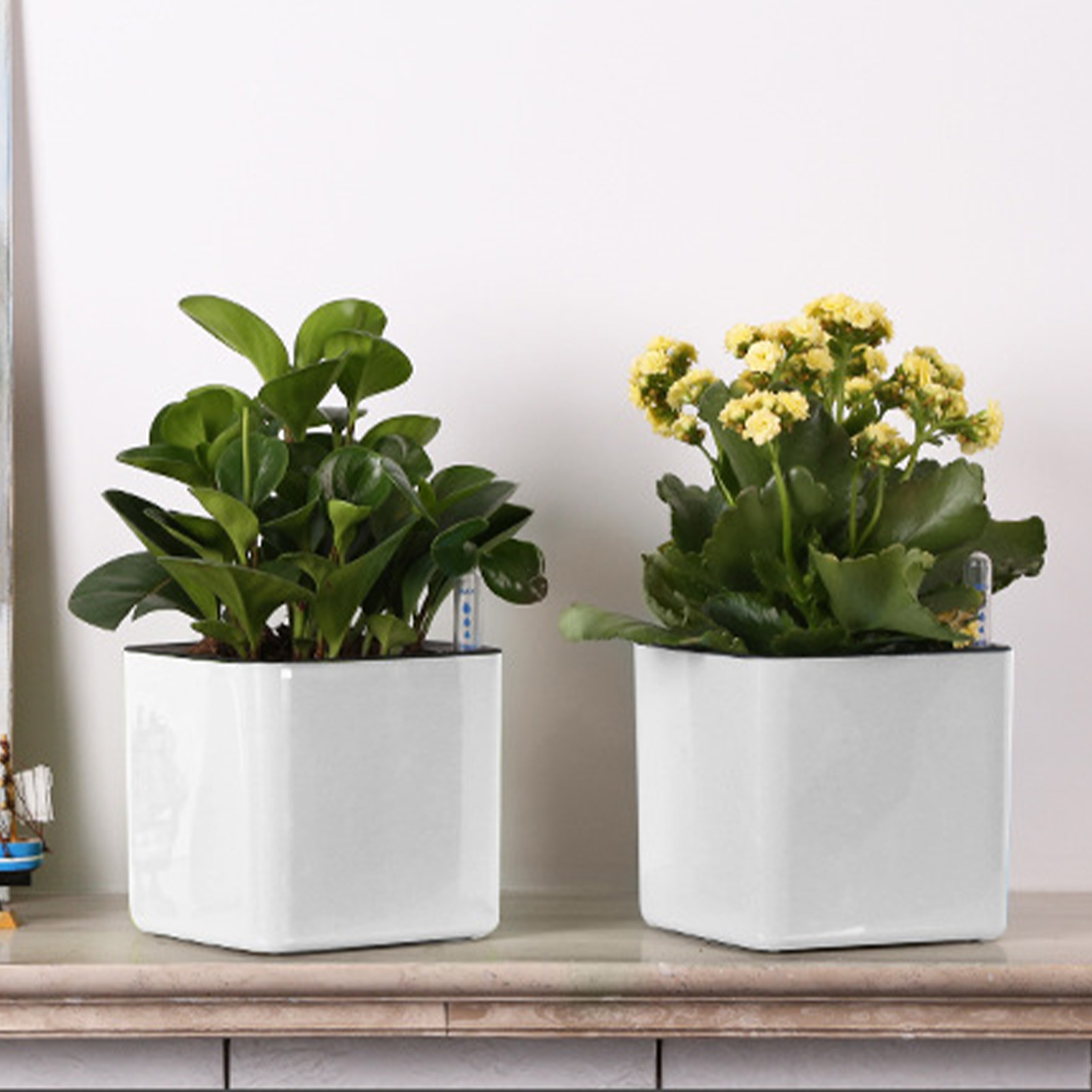 Self Watering Planter Self-wat - Aloe Vera Pot incelemesi ve fiyatı