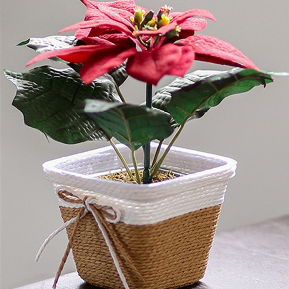 Paper Rope Braided Braided Flo - Pilea Peperomioides incelemesi ve fiyatı
