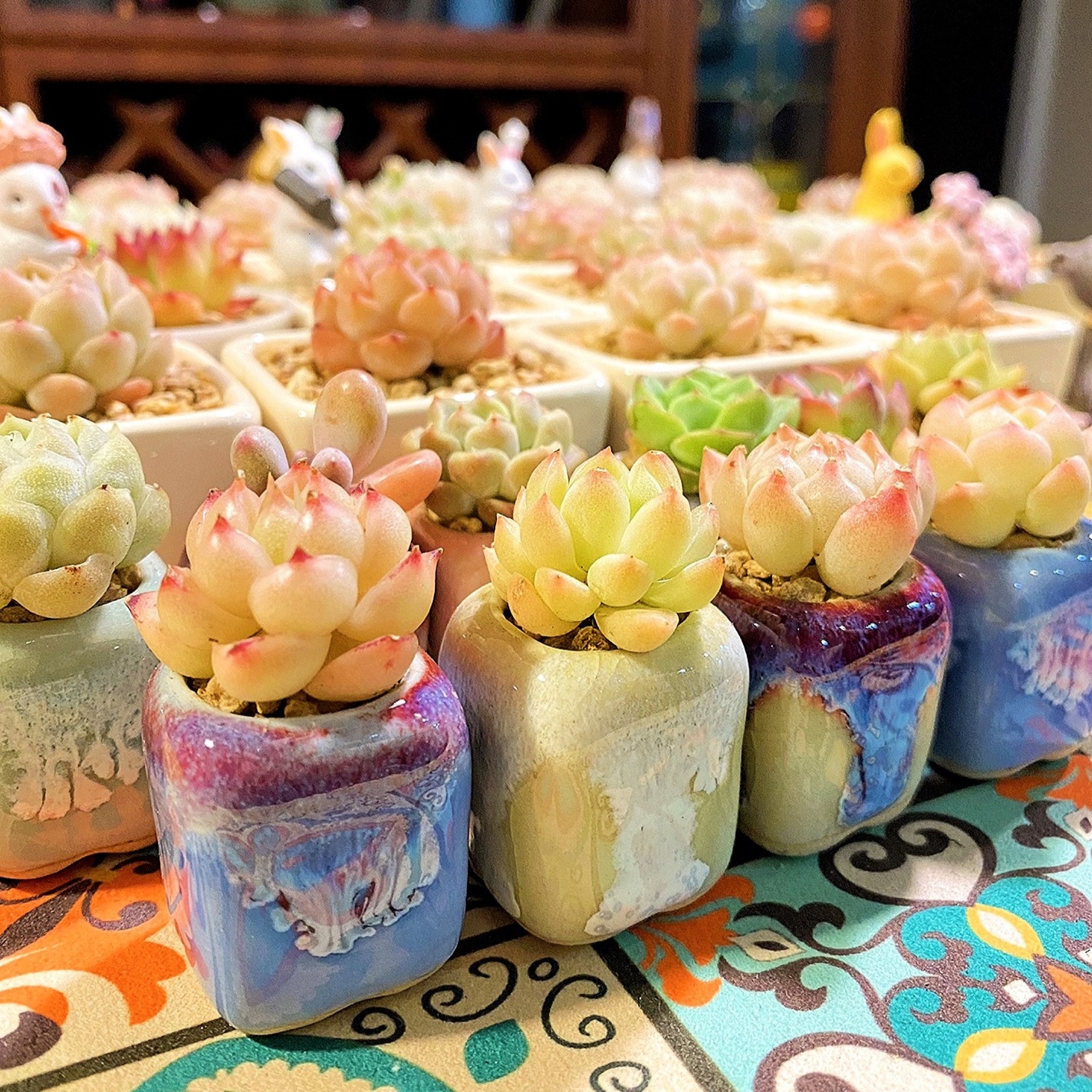 10Pcs Mini Ceramics Fowerpot M - Echeveria Succulent incelemesi ve fiyatı