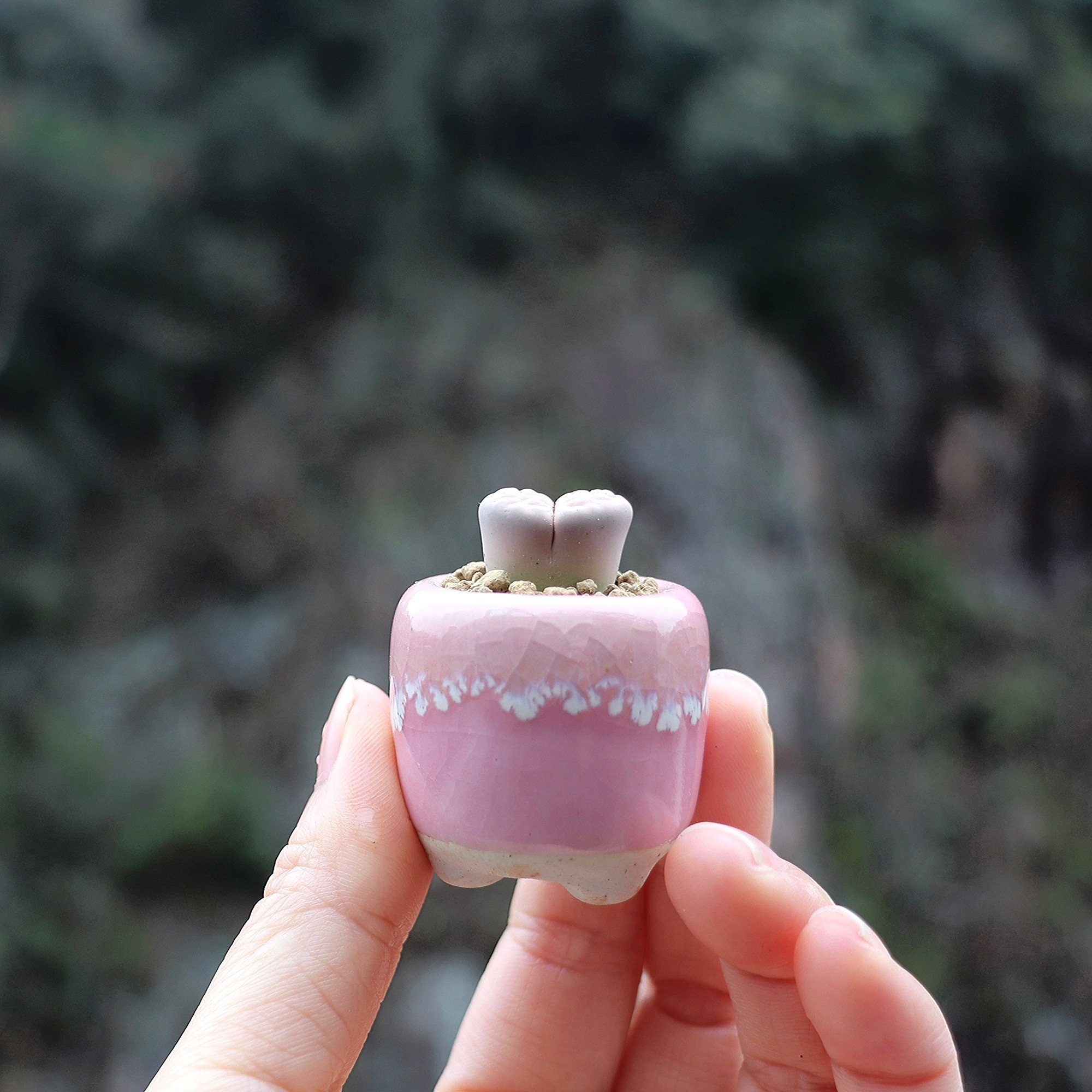 10Pcs Mini Ceramics Fowerpot M - Echeveria Succulent incelemesi ve fiyatı