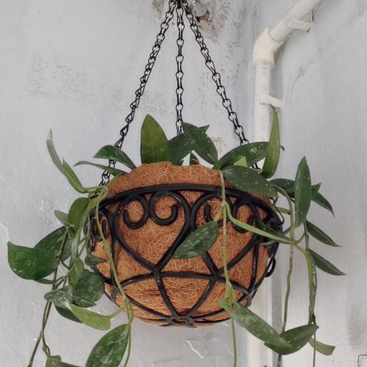 Coconut Liner Iron Chain Hangi - Spider Plant Hanging incelemesi ve fiyatı