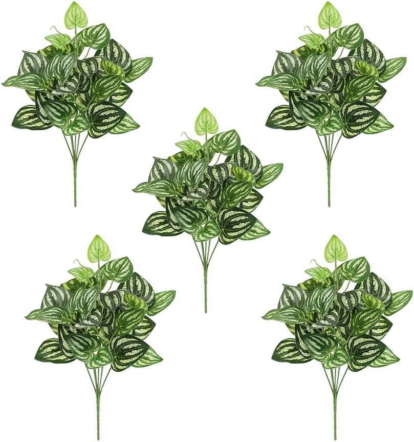 5Pcs Watermelon Peperomia Arti - Peperomia Watermelon incelemesi ve fiyatı