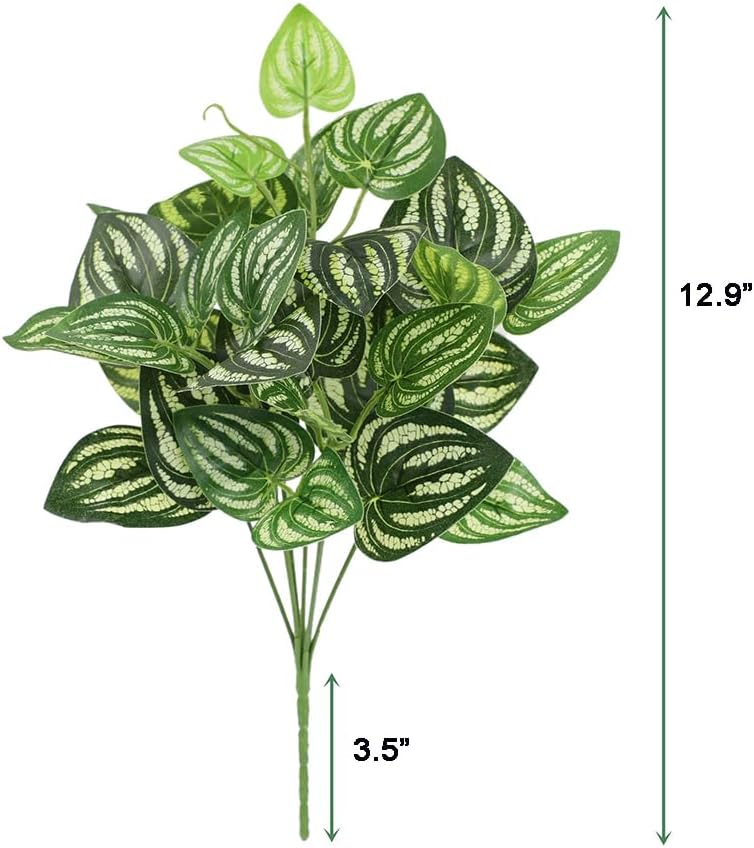 5Pcs Watermelon Peperomia Arti - Peperomia Watermelon incelemesi ve fiyatı