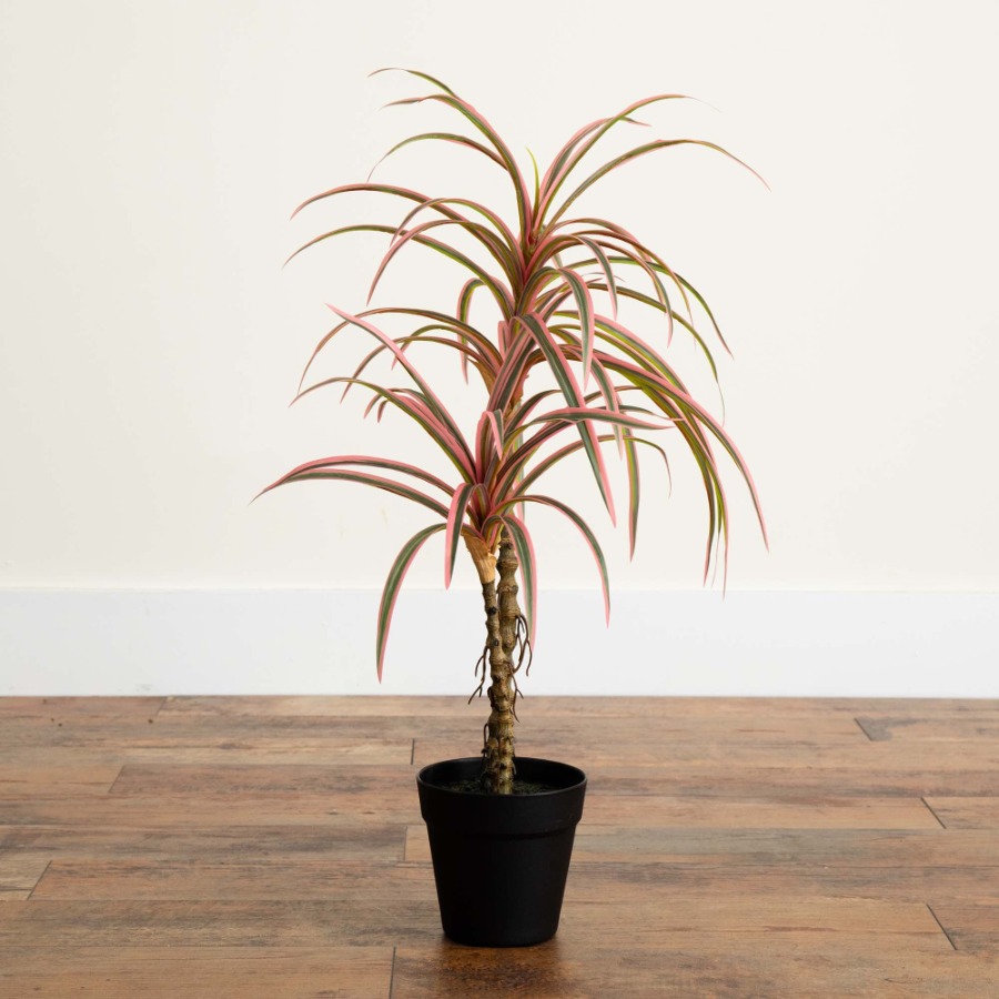 Dracaena Marginata Artificial  - Dracaena Marginata incelemesi ve fiyatı