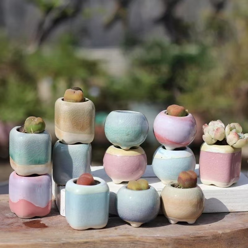 6Pcs Mini Flowerpot Succulents - Echeveria Succulent incelemesi ve fiyatı