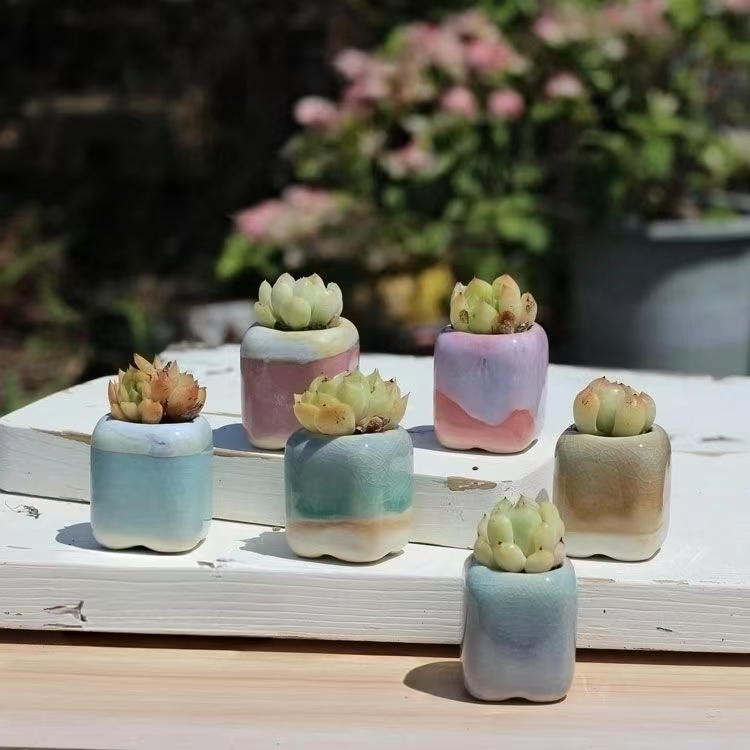 6Pcs Mini Flowerpot Succulents - Echeveria Succulent incelemesi ve fiyatı